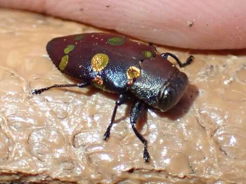 Image of Chrysobothris chrysoela (Illiger 1800)