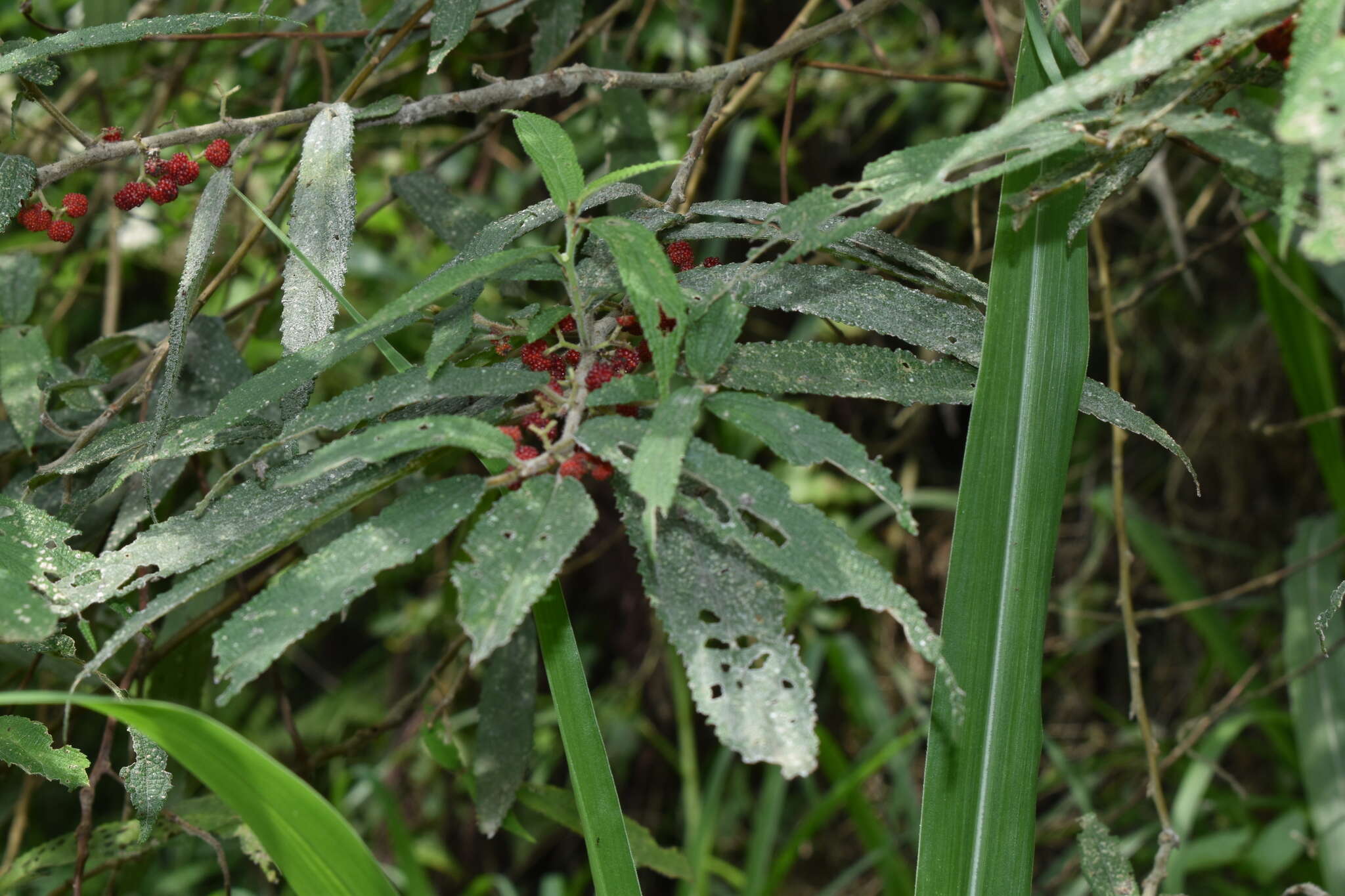 Imagem de Debregeasia longifolia (Burm. fil.) Wedd.