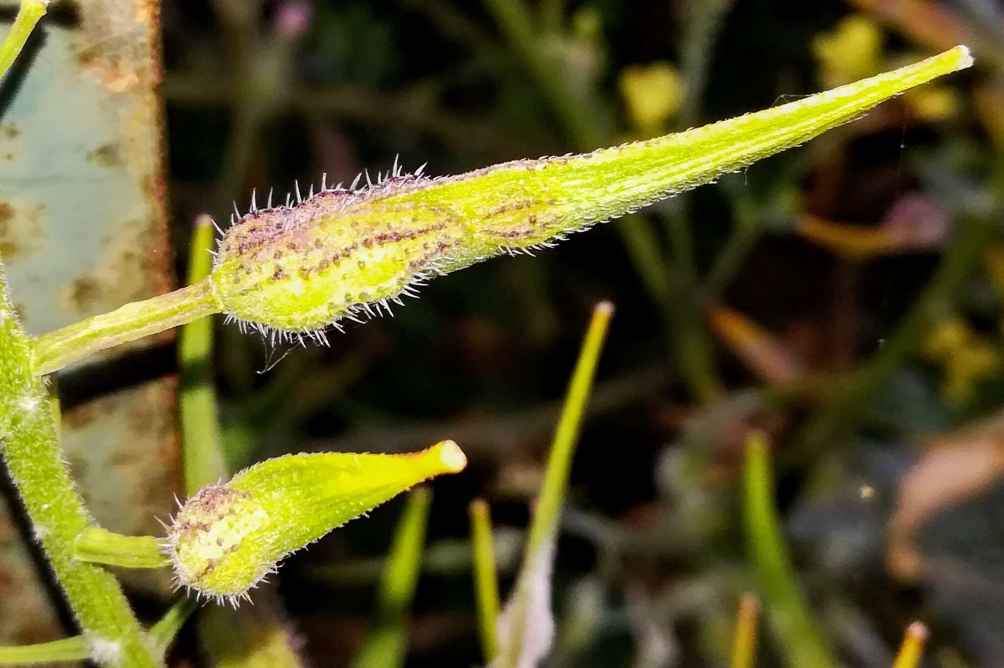 Image of Sinapis alba subsp. mairei (H. Lindb.) Maire