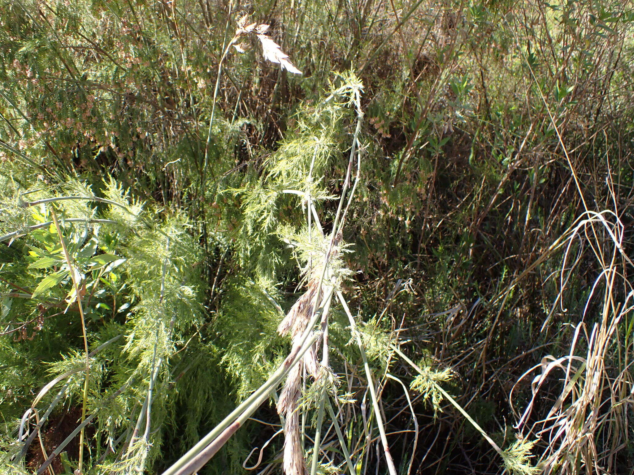 Image of Thamnochortus cinereus H. P. Linder