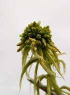 Image of flat-topped bog-moss