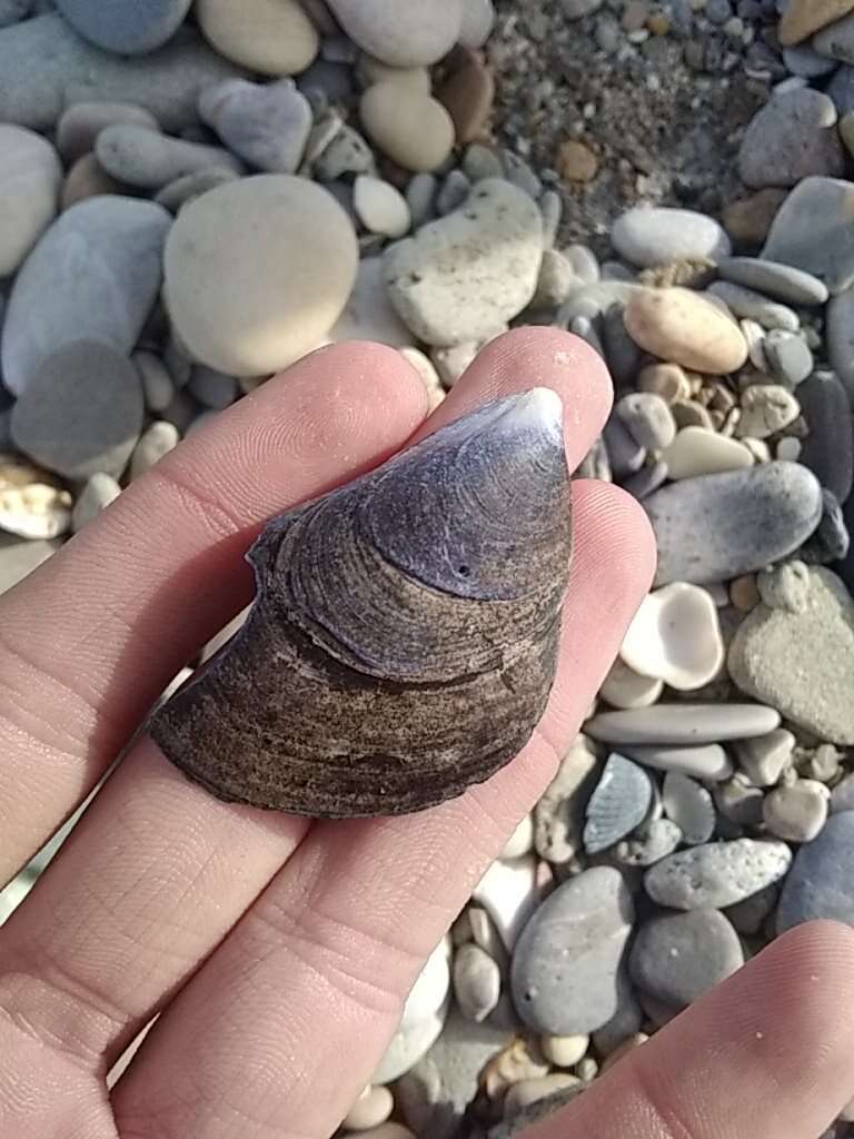 Image of Mediterranean mussel