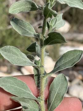 Image of Zion false goldenaster