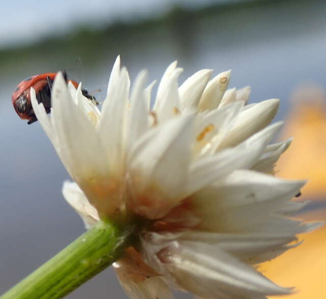 صورة Coleomegilla maculata fuscilabris (Mulsant 1866)