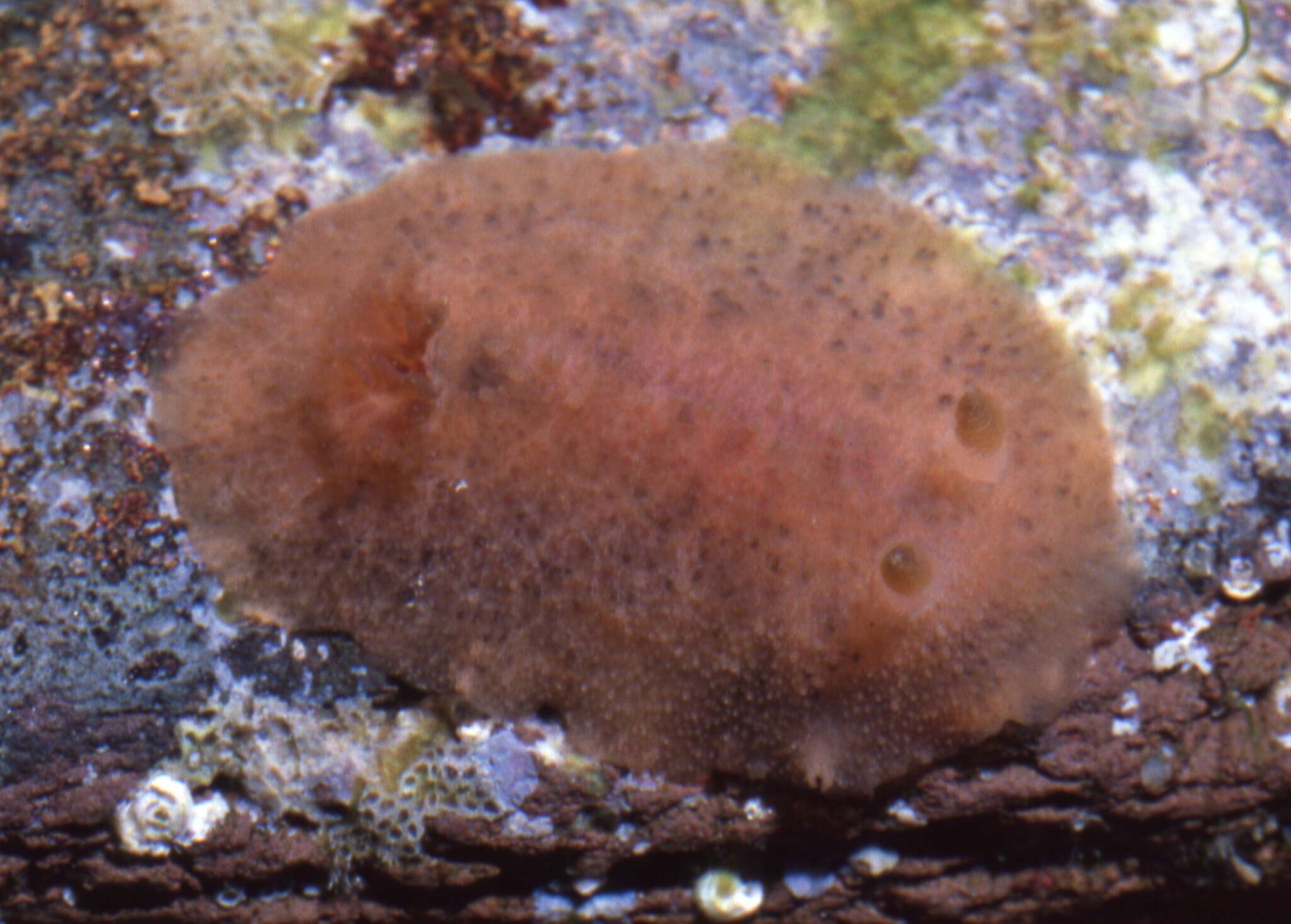 Image of Geitodoris mavis (Marcus & Marcus 1967)