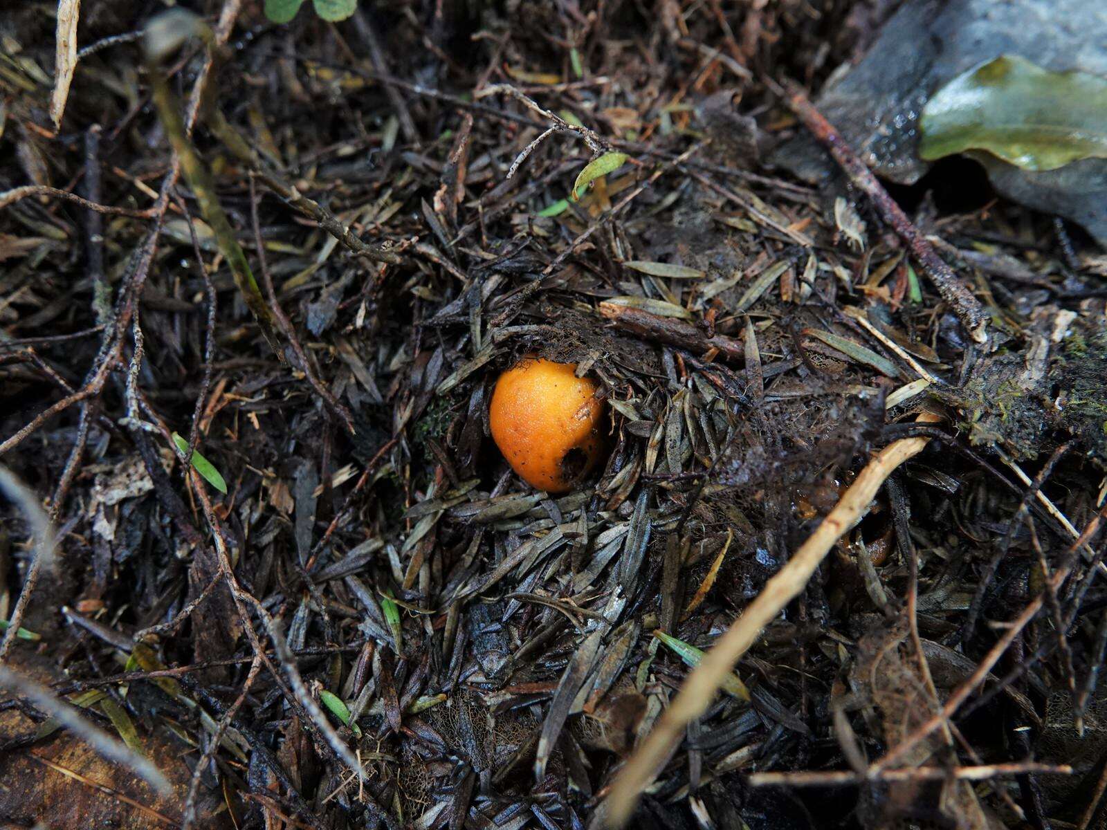 Image of Cortinarius peraurantiacus Peintner & M. M. Moser 2002