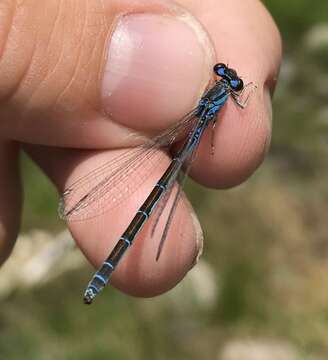 Image of Ornate Bluet