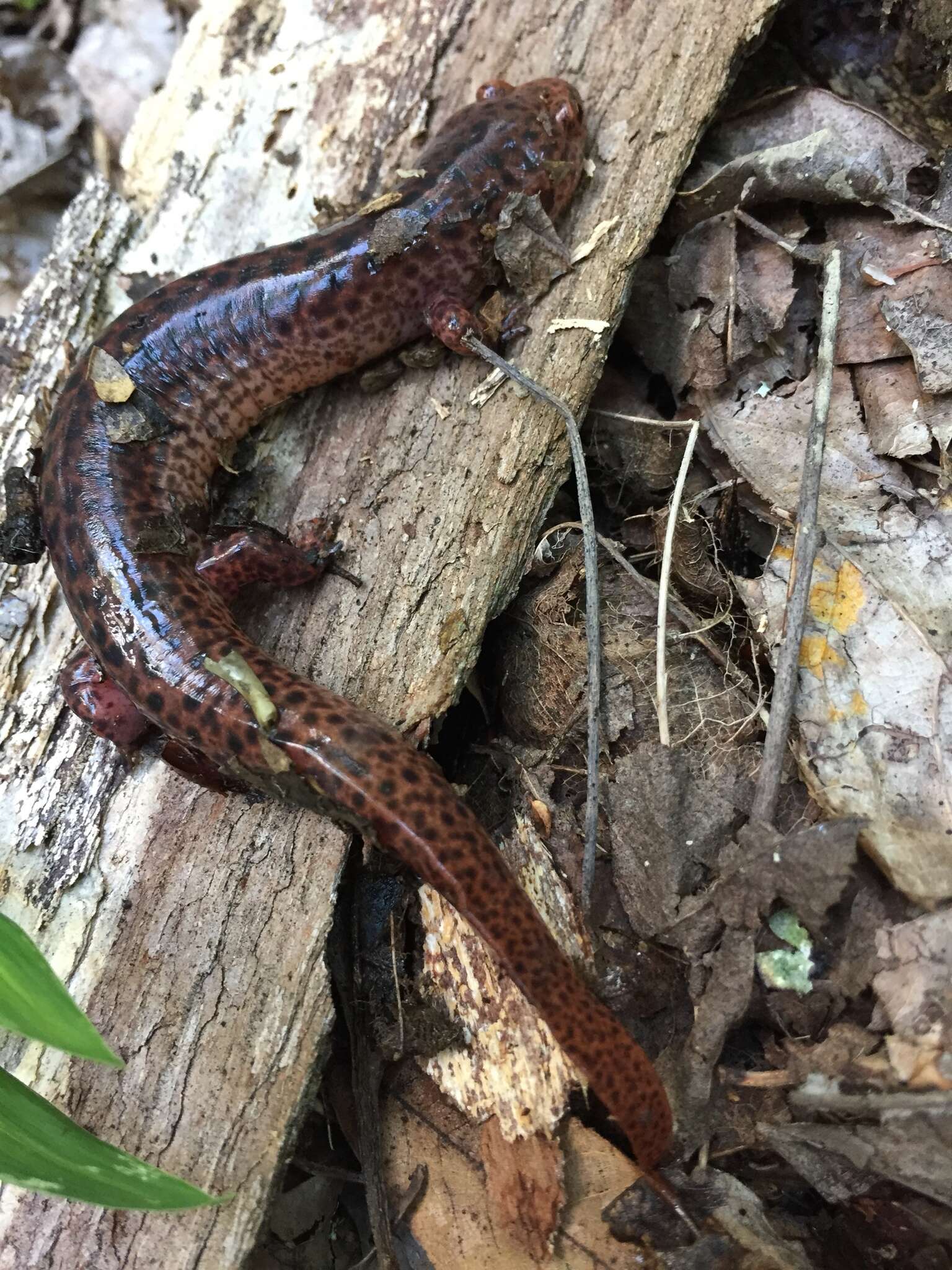 Image of Red Salamander