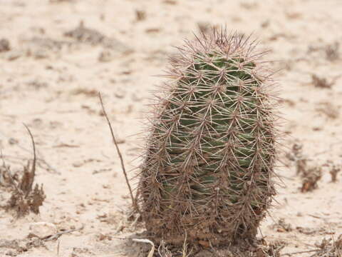 Image of Lloyd's hedgehog cactus