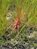 Image of Roridula gorgonias Planch.