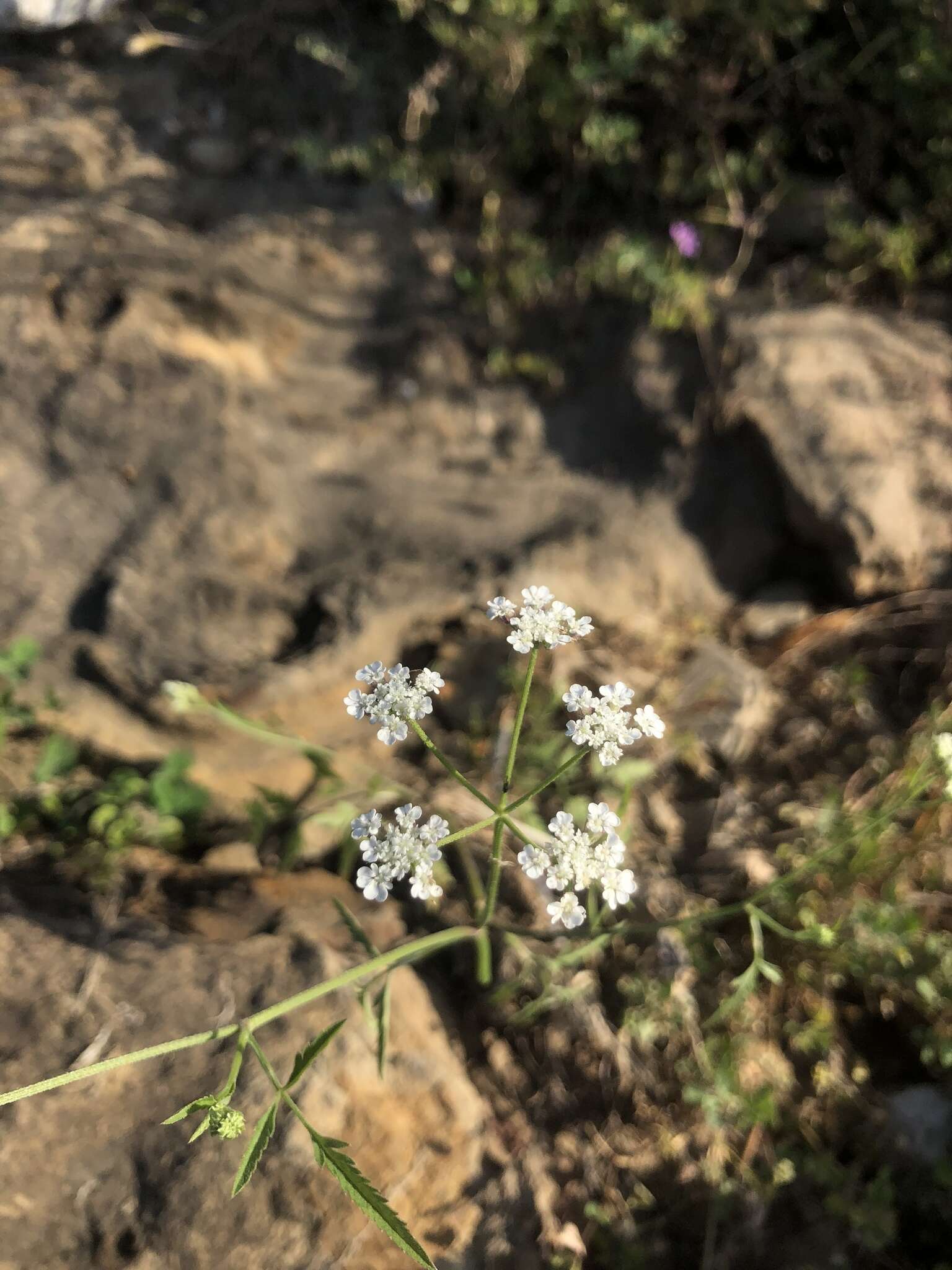 Image of Torilis arvensis subsp. recta Jury