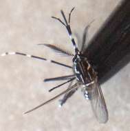 Image of Dengue fever mosquito