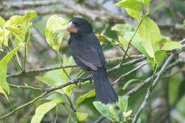 Sporophila nuttingi (Ridgway 1884) resmi