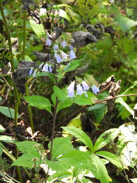 Imagem de Adenophora pereskiifolia (Fisch. ex Schult.) G. Don