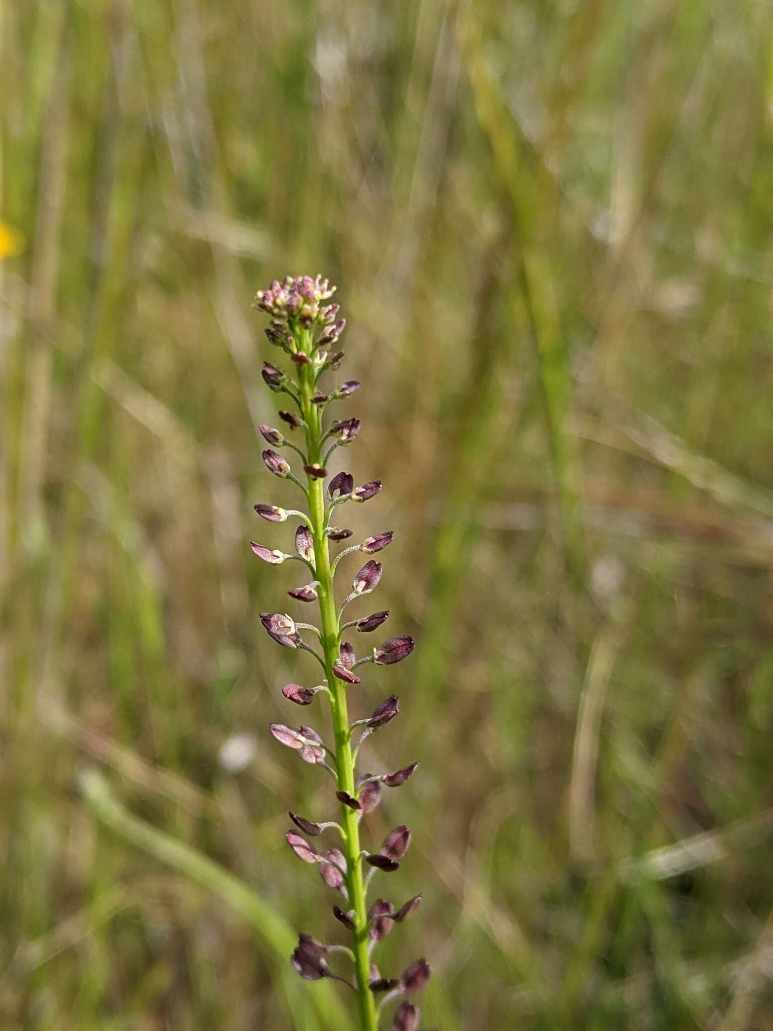 صورة Lepidium africanum (Burm. fil.) DC.