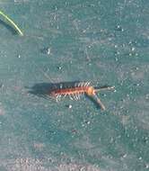 Sivun Lithobius variegatus Leach 1814 kuva