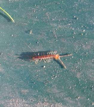 Image of Lithobius variegatus Leach 1814