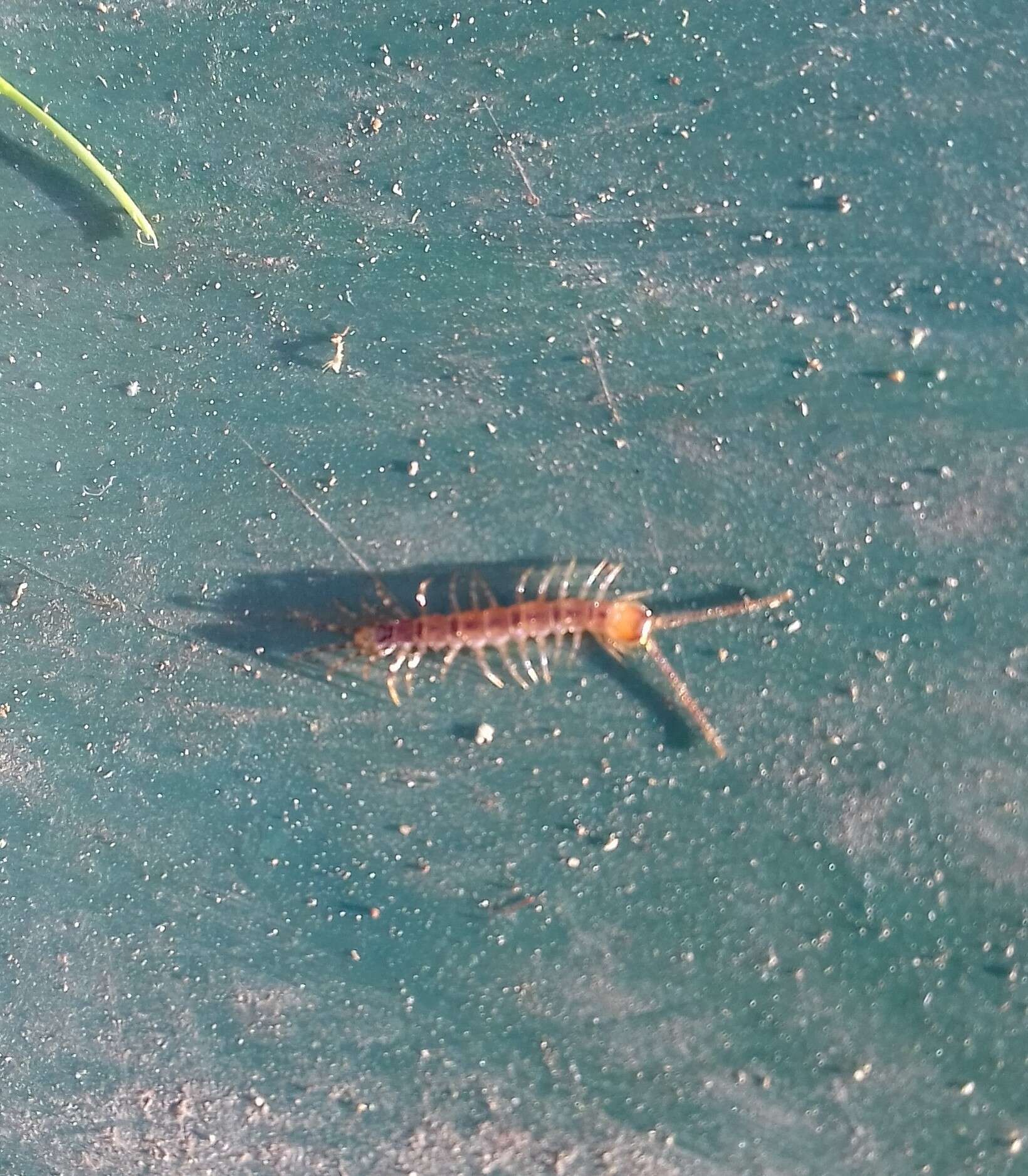 Plancia ëd Lithobius variegatus Leach 1814