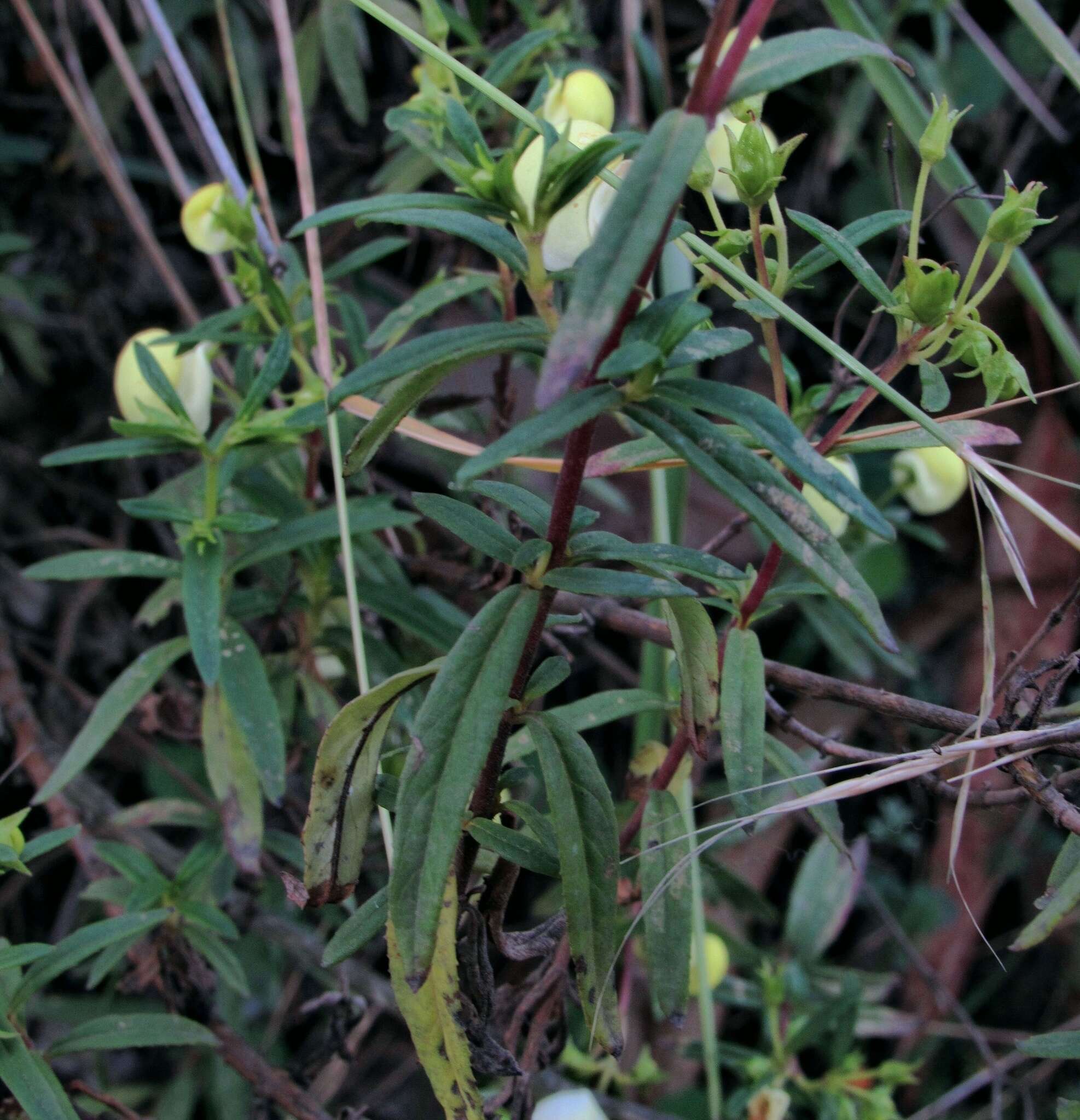 Image of Calceolaria hyssopifolia Kunth