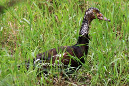 Image of Asarcornis Salvadori 1895