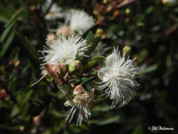 Myrceugenia lanceolata (Juss. ex Jaume St.-Hil.) Kausel resmi