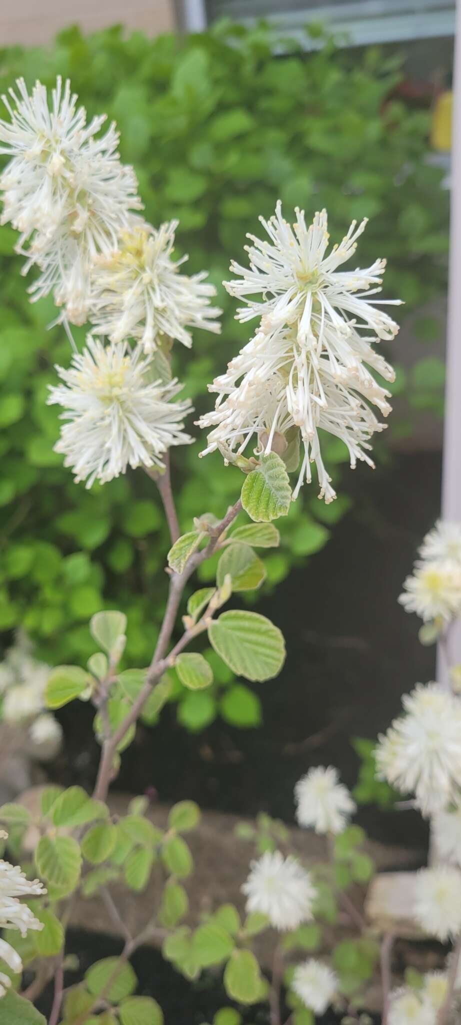 Imagem de Fothergilla gardenii Murr.