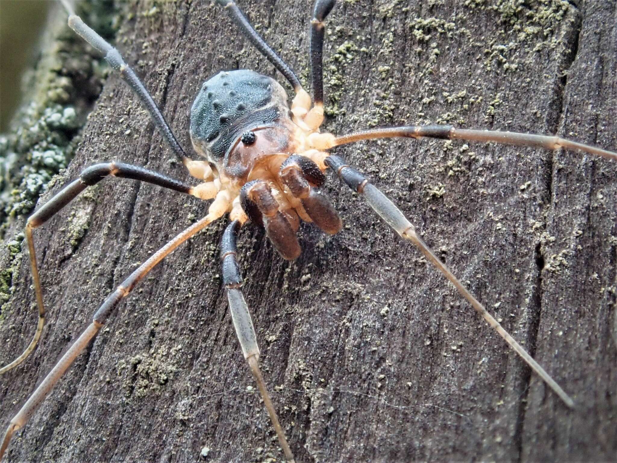 Protolophus tuberculatus Banks 1893的圖片