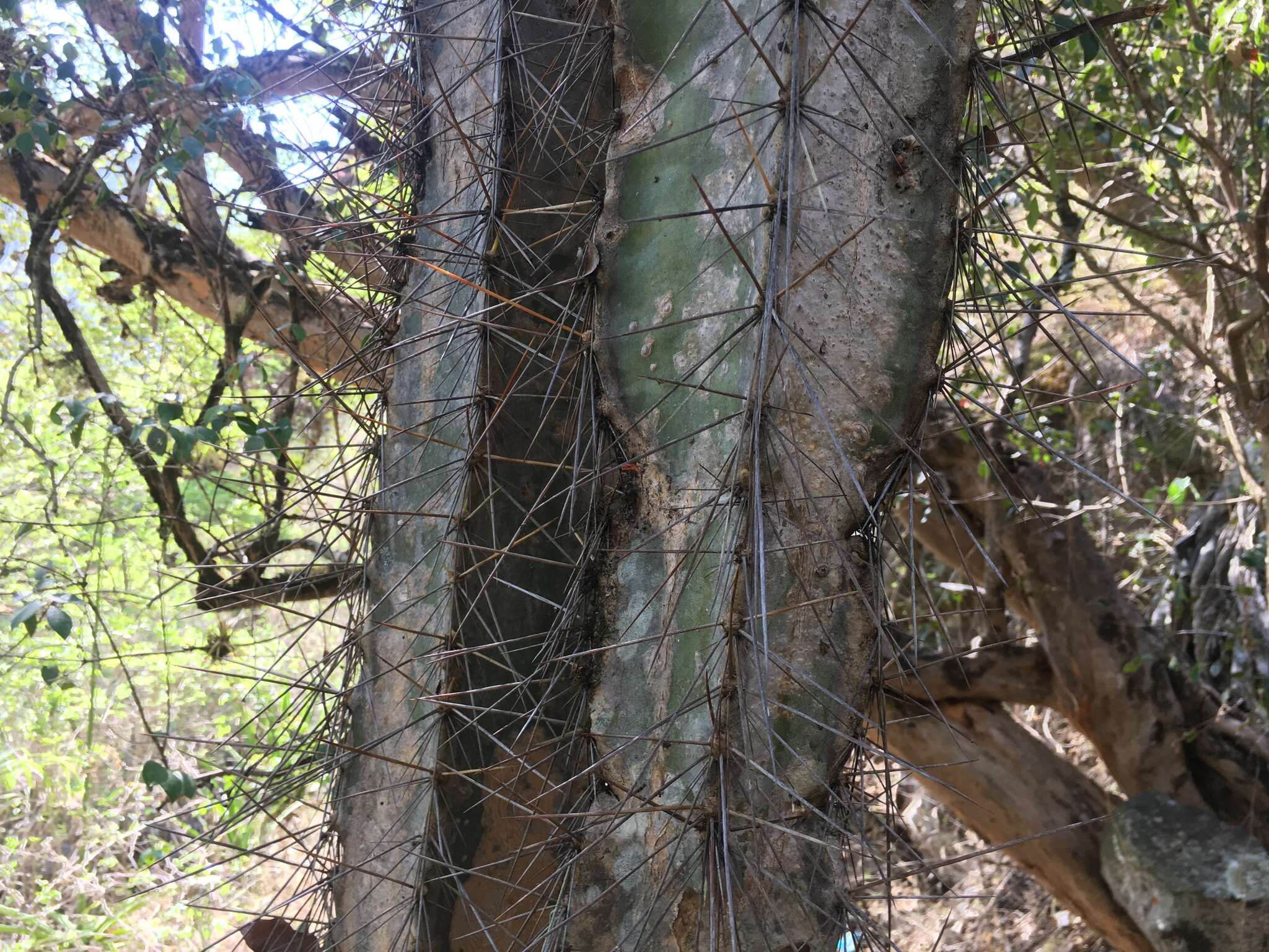 Image of Cereus vargasianus Cárdenas