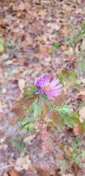 Image of barrens silky aster