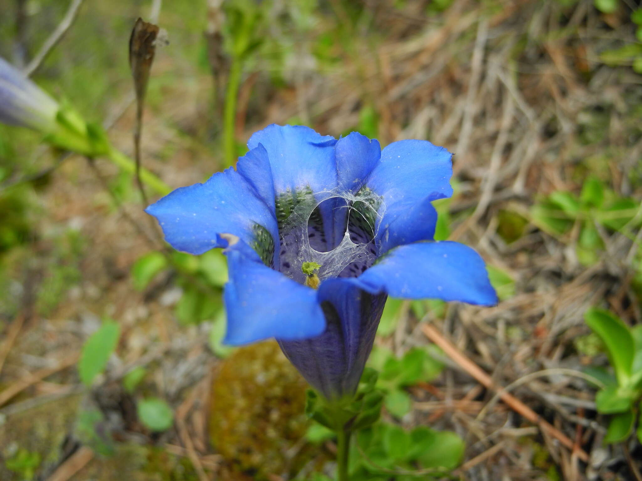 Image of Gentiana ligustica R. de Vilmorin & Chopinet