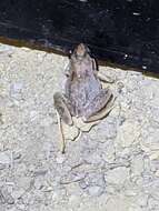 Image of Pale Frog