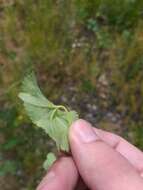 Image of Alchemilla glabricaulis H. Lindb.