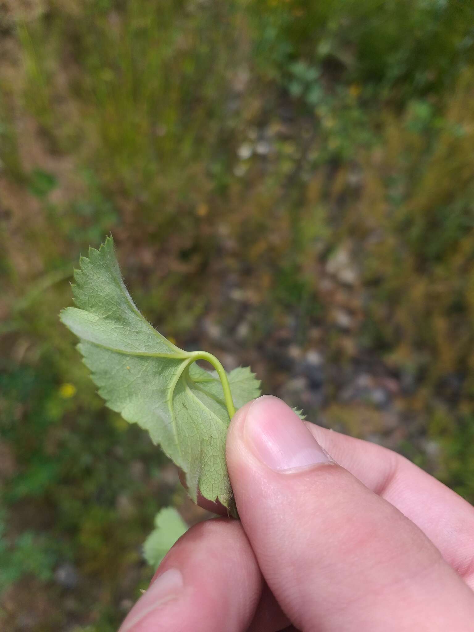 Image of Alchemilla glabricaulis H. Lindb.