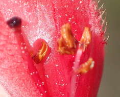 Image of Erica strigilifolia var. strigilifolia