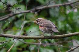 Image of Redwing