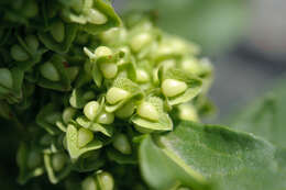 Imagem de Rumex japonicus Houtt.