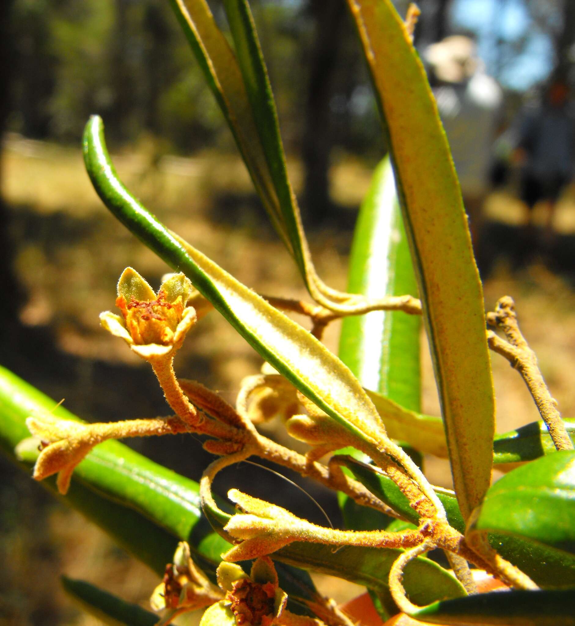 Image de Ricinocarpos ledifolius F. Muell.