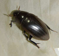 Image of Hydrophilus (Hydrophilus) pistaceus Laporte de Castelnau 1840