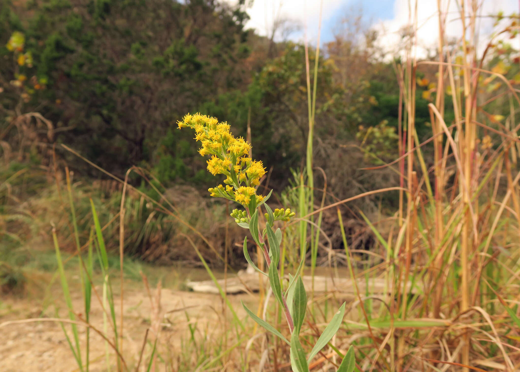 Image of Julia's goldenrod