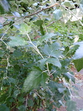 Image of Grey poplar
