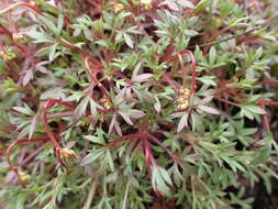 Image of Saxifraga pedemontana subsp. prostii (Sternb.) D. A. Webb