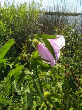 Hibiscus striatus Cav.的圖片