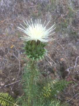 Image of Cynara humilis L.