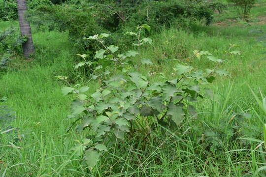 Solanum diversifolium Schltdl.的圖片