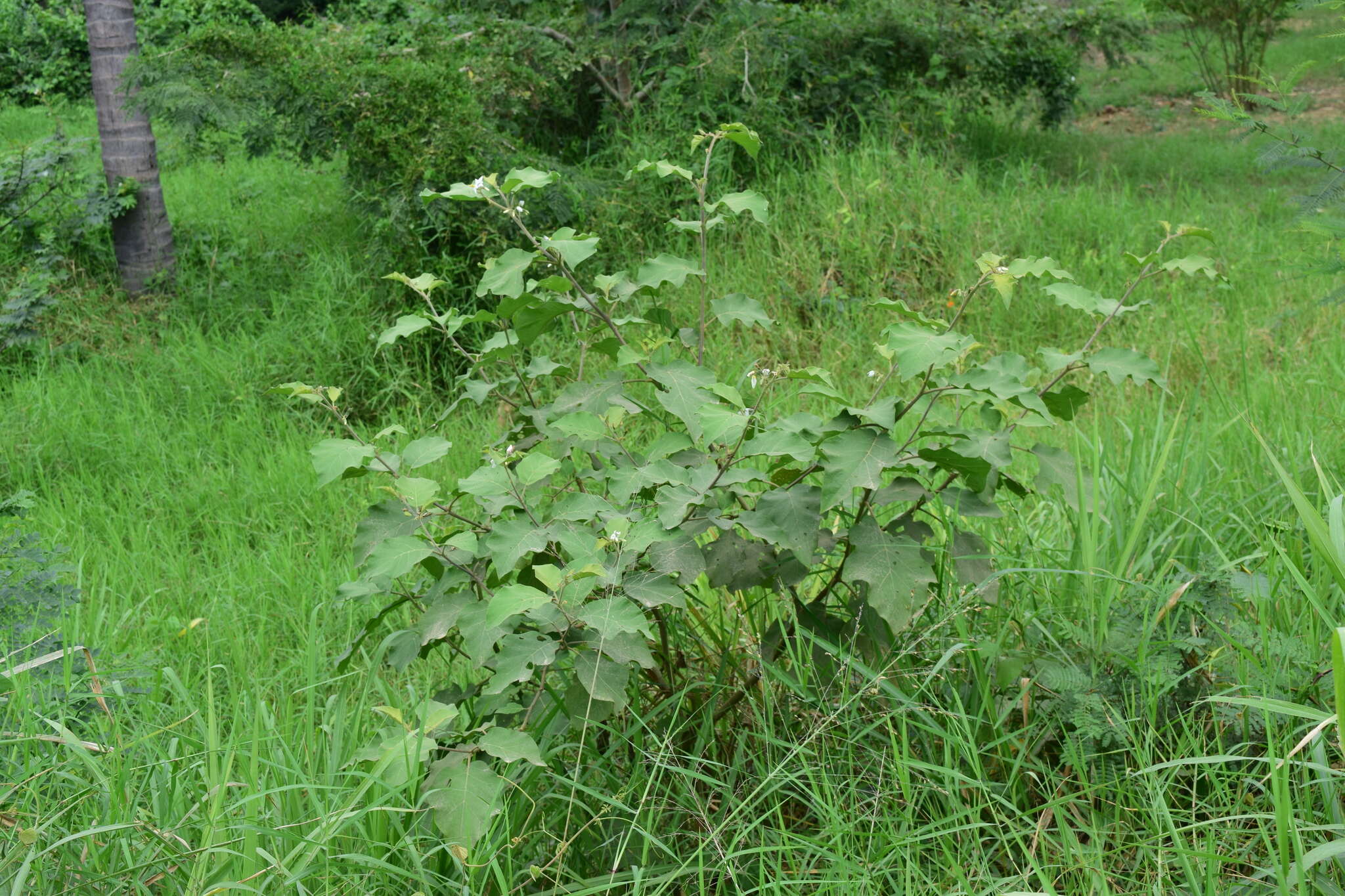 Image of Solanum diversifolium Schltdl.