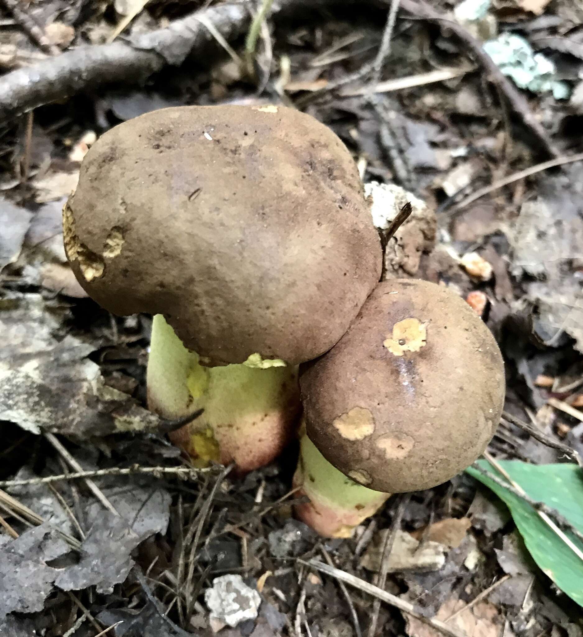 Image de Butyriboletus brunneus (Peck) D. Arora & J. L. Frank 2014