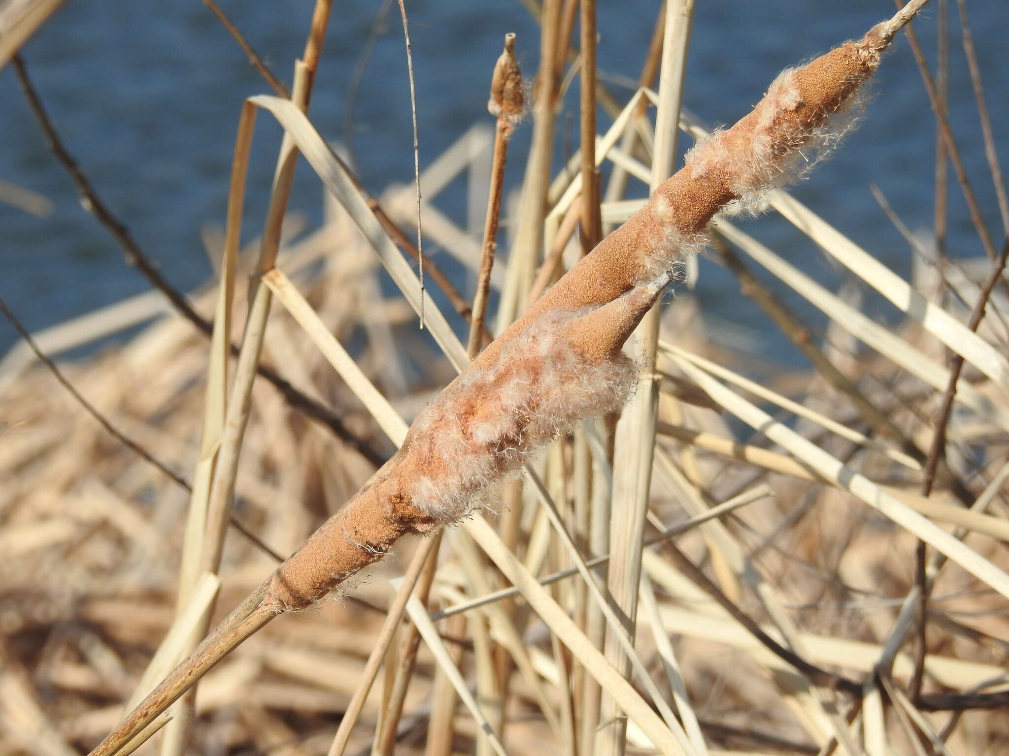 Слика од Typha angustifolia L.