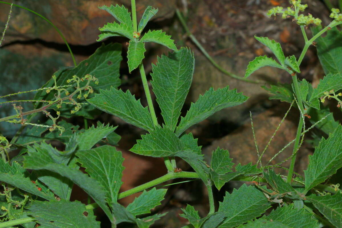 Plancia ëd Cyphostemma lanigerum (Harv.) Descoings ex Wild & R. B. Drumm.