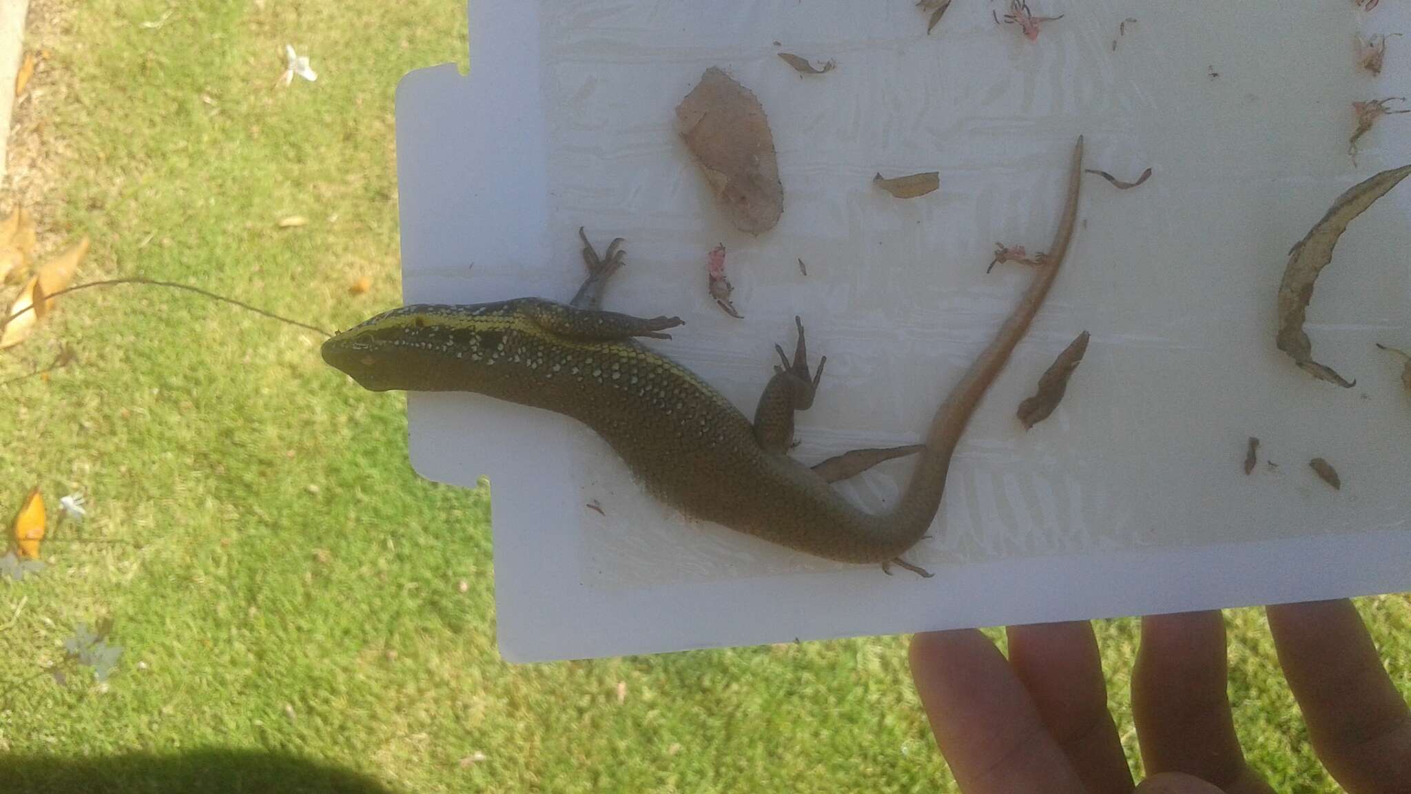 Image of African Five-lined Skink