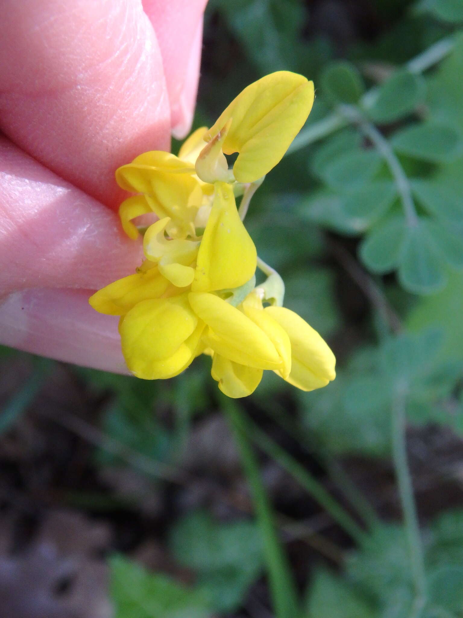 Plancia ëd Coronilla coronata L.